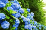 Blaue Hortensien wachsen in einem Gebüsch eines Gartens.