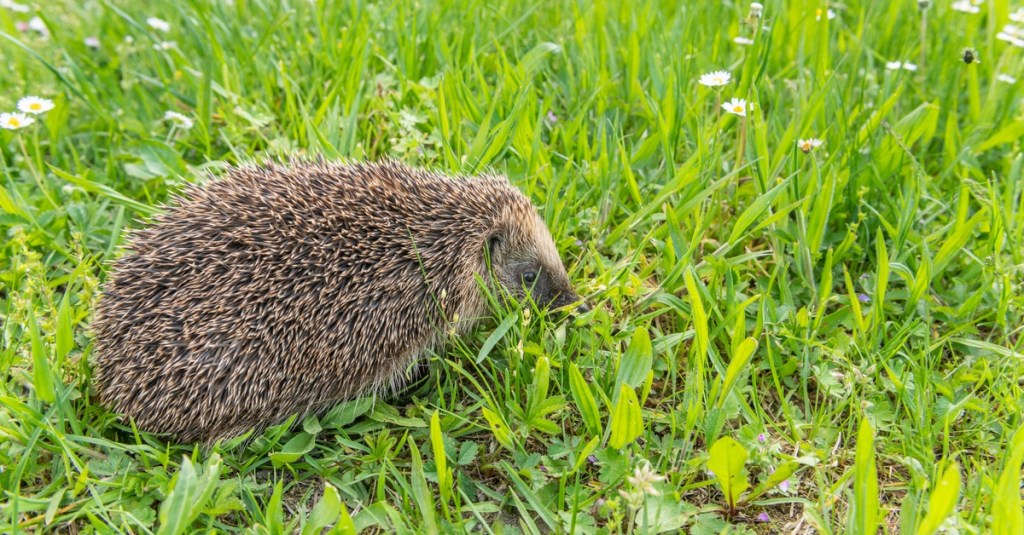 Ein Igel im Rasen.