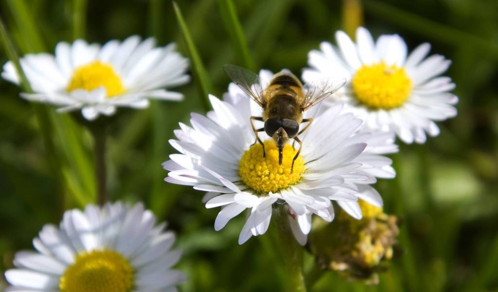 Biene auf einem Gänseblümchen