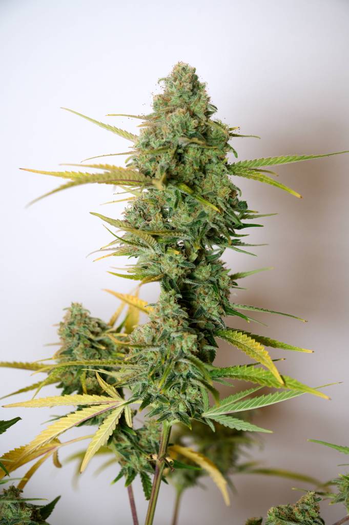 Eine große Blüte von Cannabis