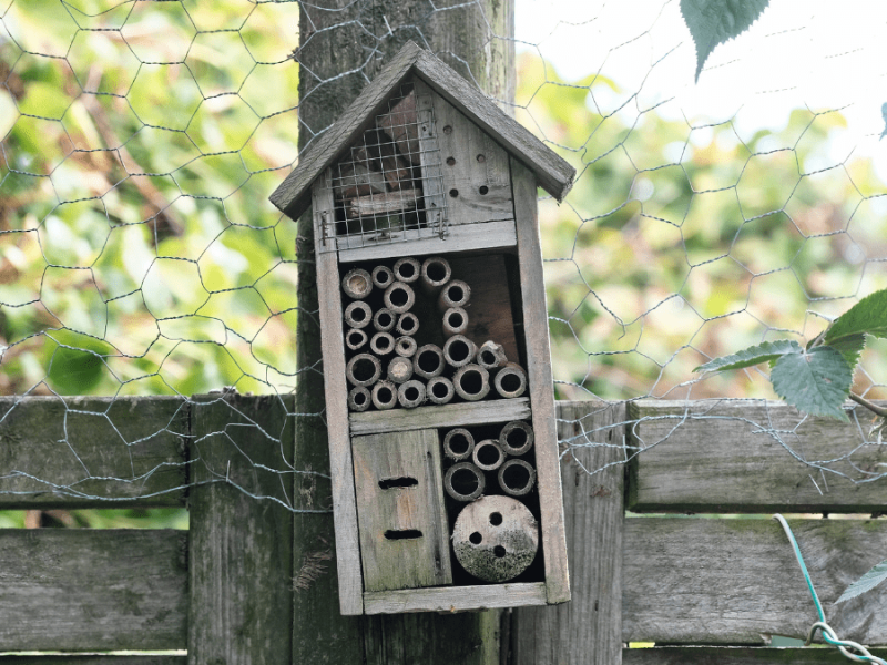 Warum ein Insektenhotel im Garten nicht immer eine gute Idee ist