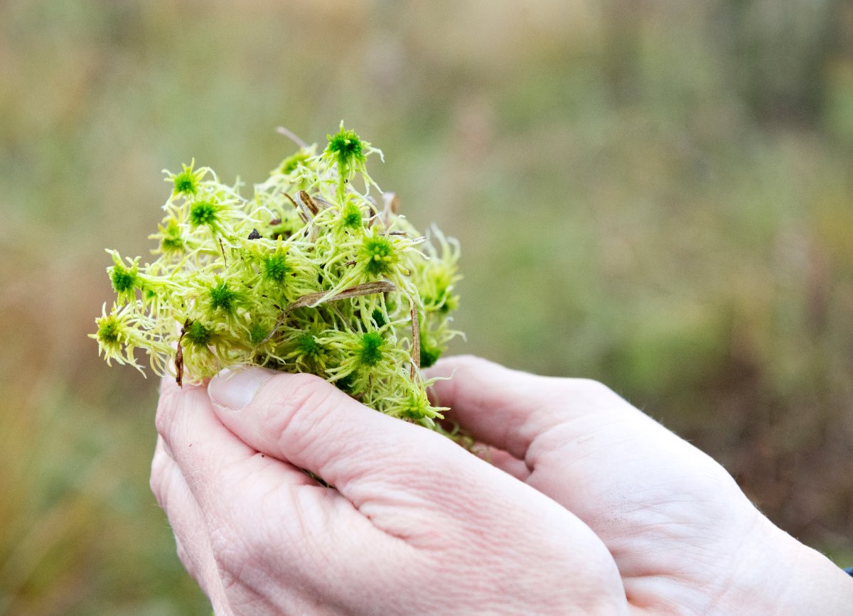 Garden: 5 types of moss you should know
