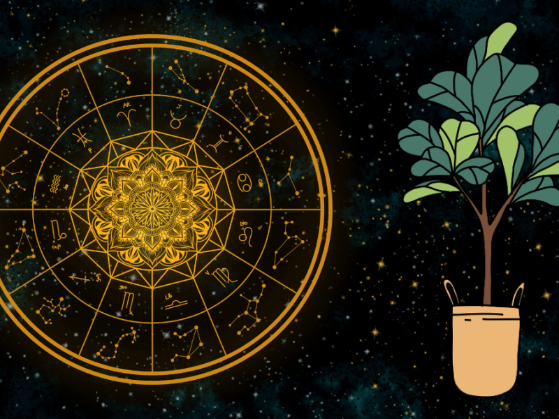 Eine Abbildung der Tierkreiszeichen vor einem dunklen Sternenhimmel. Daneben die Abbildung einer Topfpflanze.