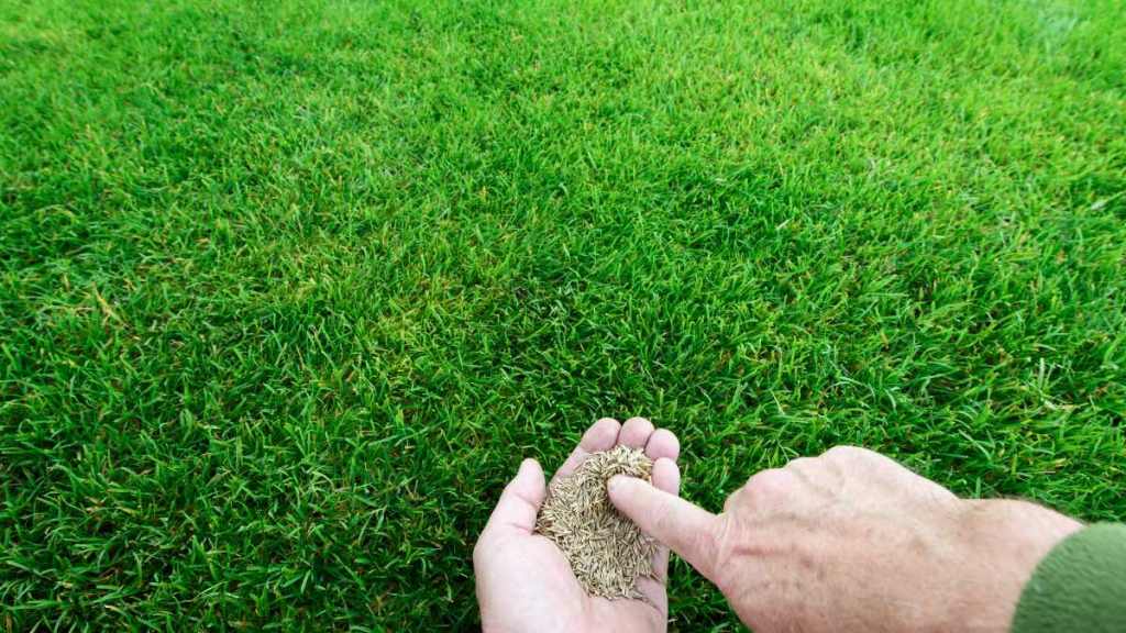 Ein Mann hält Grassamen in der Hand.