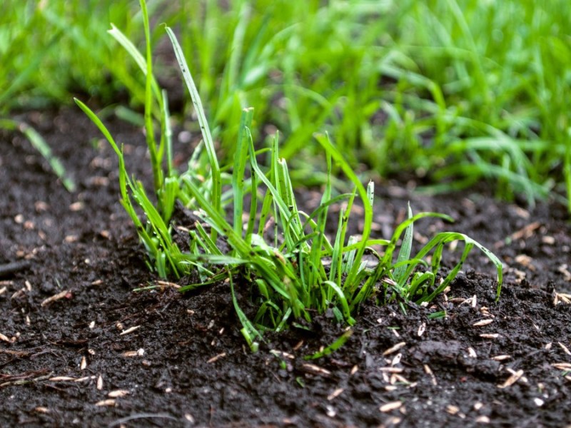 Keimender Rasen in einem Garten, Nahaufnahme.