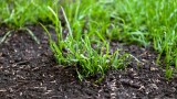 Keimender Rasen in einem Garten, Nahaufnahme.