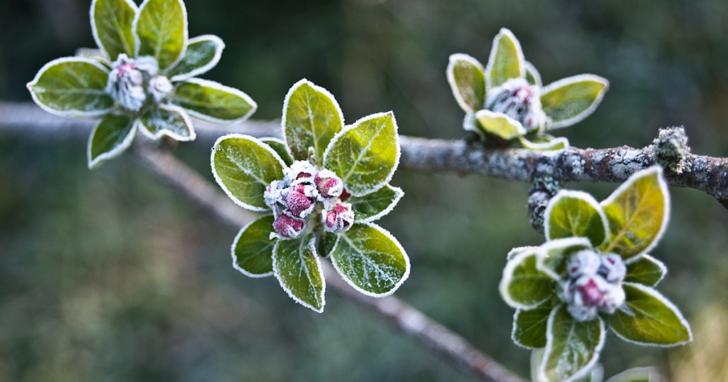 Baumblüten mit Frost