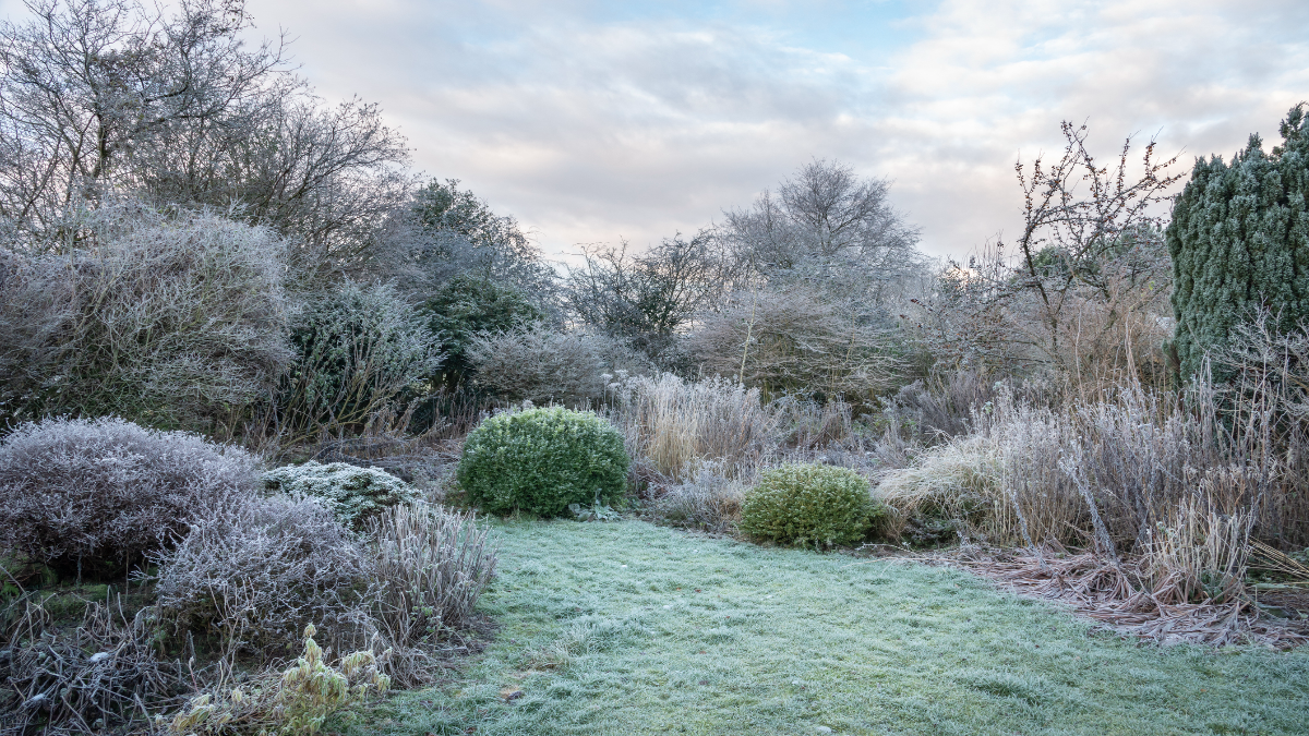 Garten mit Frost