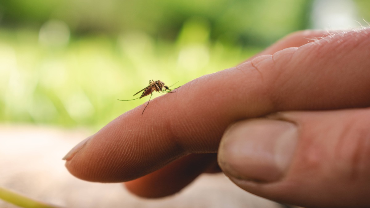 Mücke sitzt auf Finger