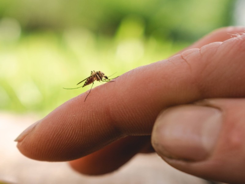 Mücke sitzt auf Finger
