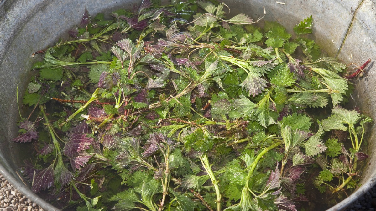 Nettle manure: This is how you make the organic fertilizer yourself