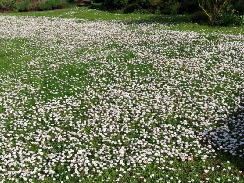 Ein Rasen voller Gänseblümchen