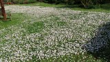 Ein Rasen voller Gänseblümchen