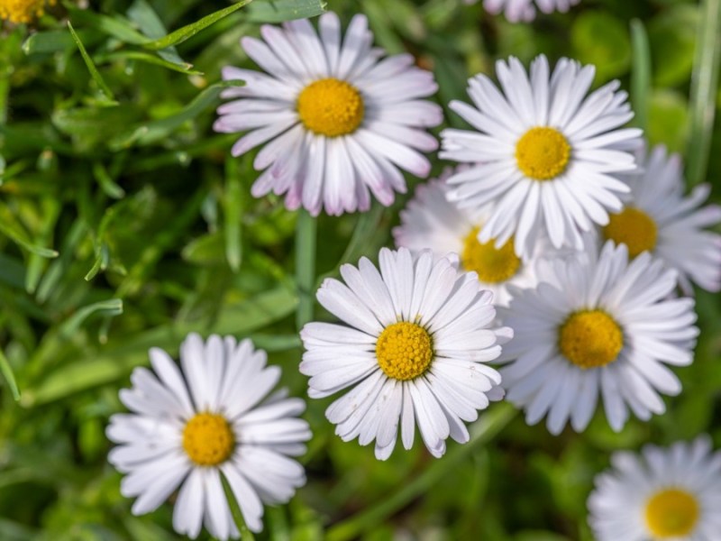 Gänseblümchen im Rasen: Darum solltest du sie nicht entfernen