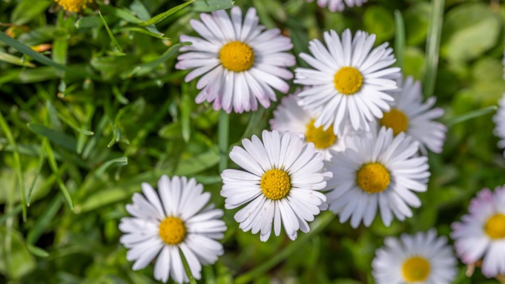 5 Gründe, warum du Gänseblümchen im Rasen nicht entfernen solltest