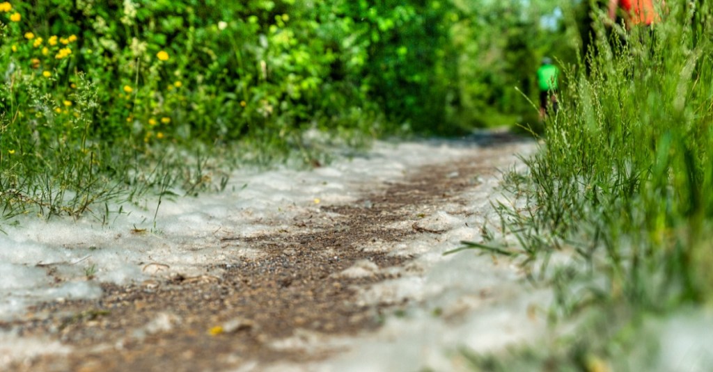 Pappelwolle auf einem Feldweg in freier Natur.