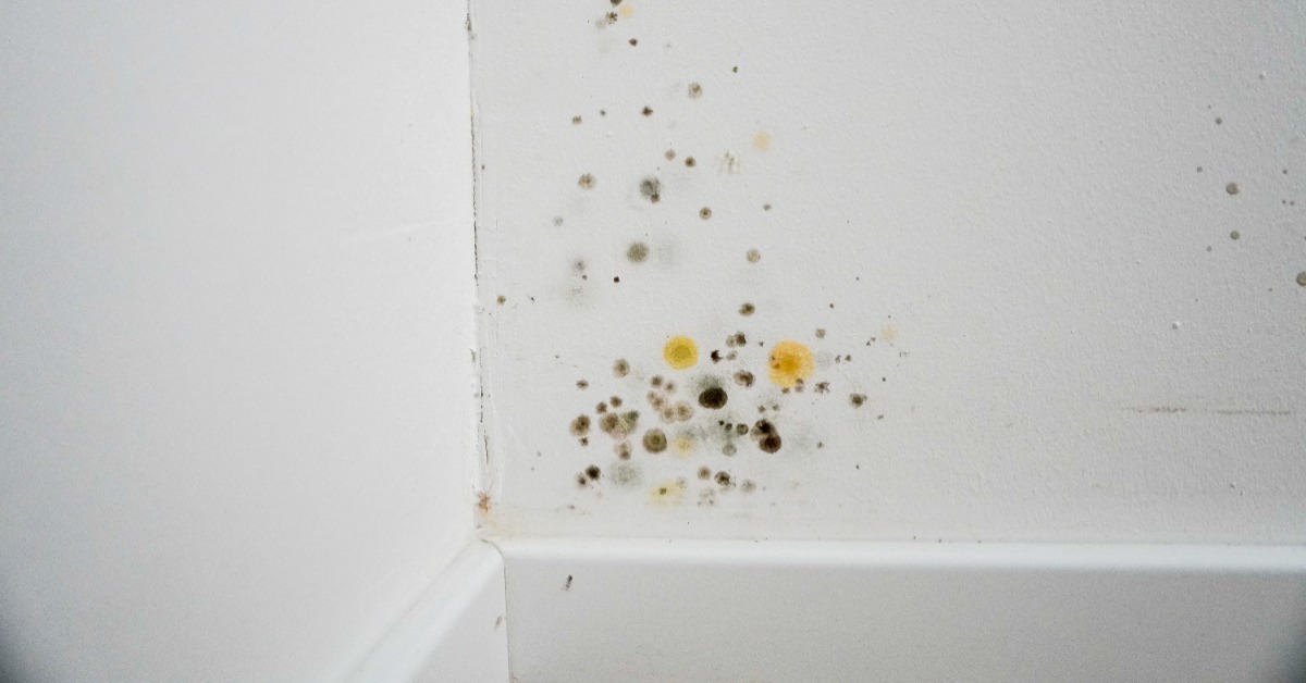 Gelber Schimmel an der Wand nur eklig oder auch gefährlich? Genialetricks