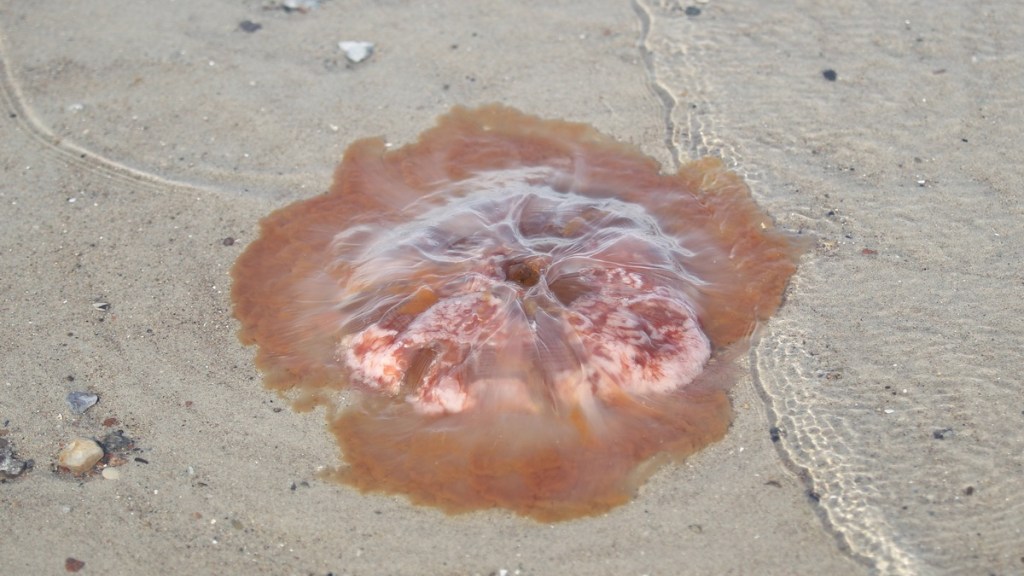 Eine Feuerqualle am Strand.