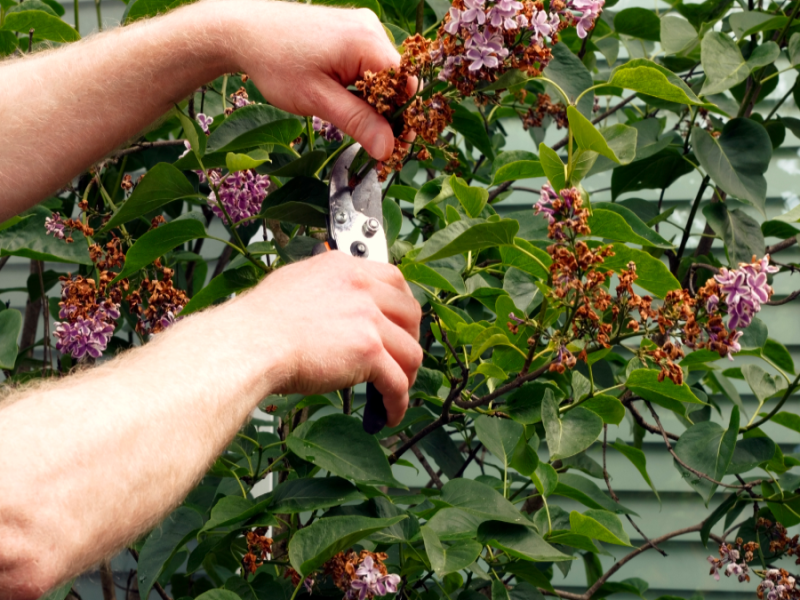 Garten: Die 3 wichtigsten Gartenarbeiten im Mai