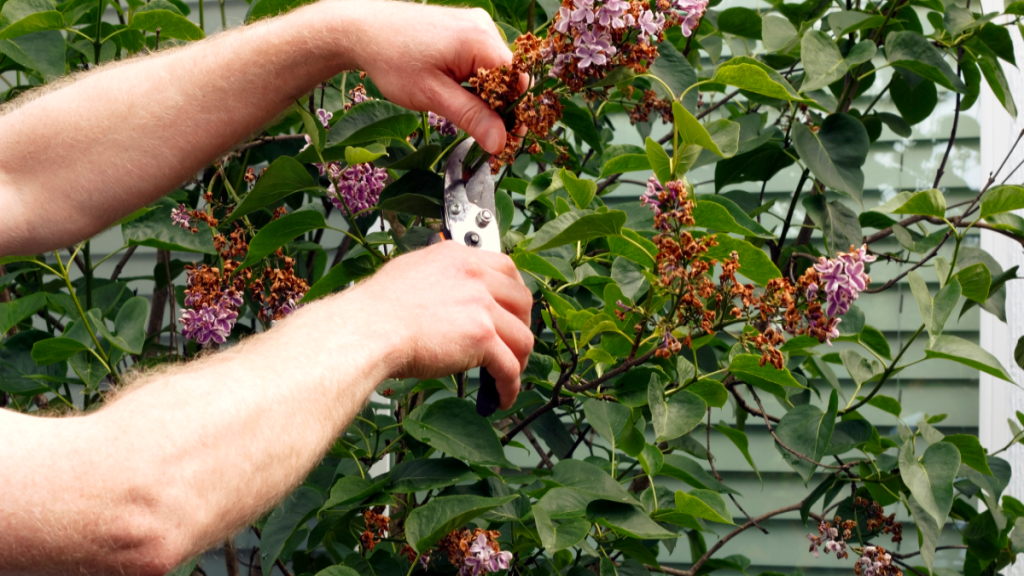 3 Dinge, die du bei der Gartenarbeit im Mai erledigen musst