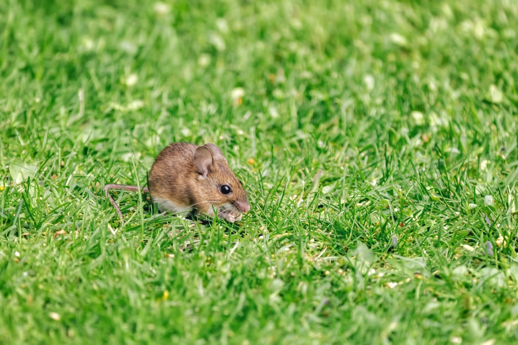 Eine Maus im Garten.