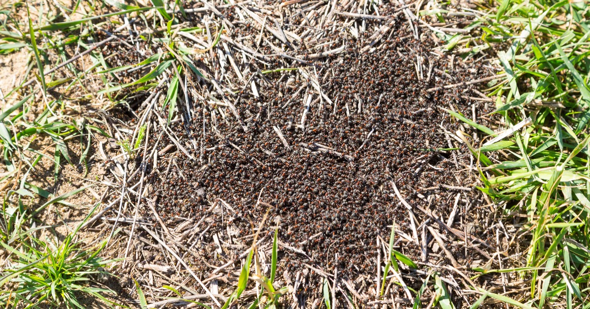 Rote Waldameisen im Garten Was du jetzt tun solltest Genialetricks