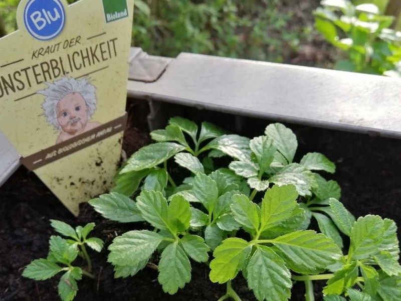 Warum du das Kraut der Unsterblichkeit in deinem Garten haben musst