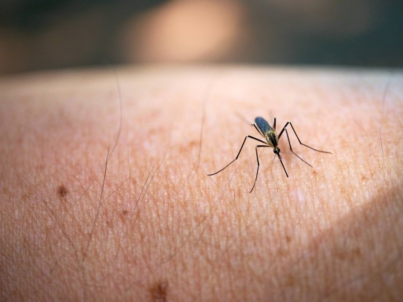 Mücke auf einem Arm: Dieses beliebte Kaltgetränk sorgt dafür, dass du häufiger gestochen wirst.