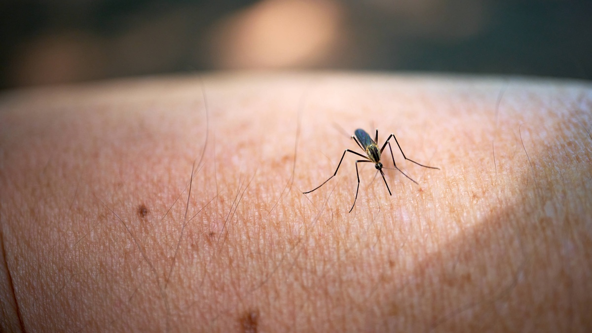 Mücke auf einem Arm: Dieses beliebte Kaltgetränk sorgt dafür, dass du häufiger gestochen wirst.
