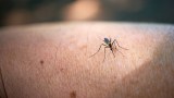 Mücke auf einem Arm: Dieses beliebte Kaltgetränk sorgt dafür, dass du häufiger gestochen wirst.