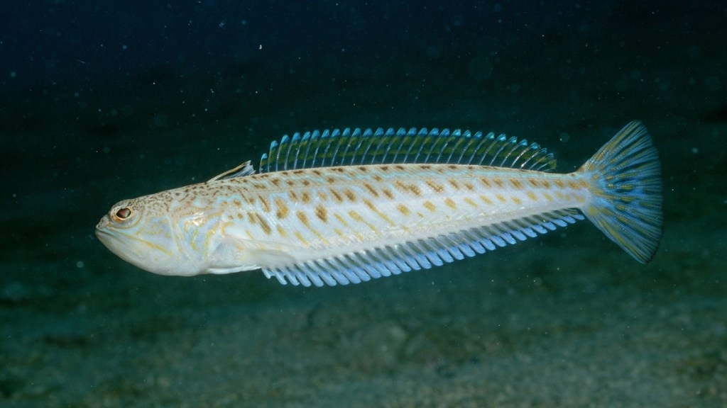 Ein gefährlicher Fisch im Wasser: das Petermännchen.