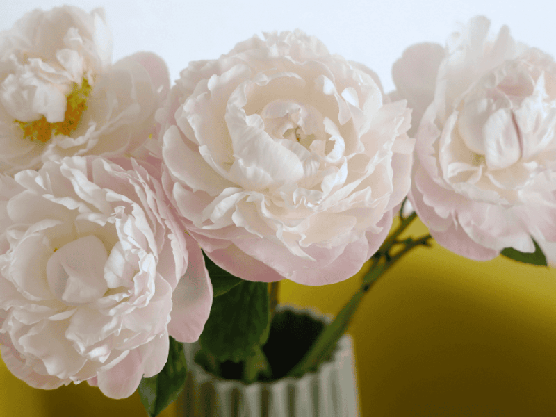 Endlich richtig Pfingstrosen für die Vase schneiden: So klappt’s mit der Blütenpracht