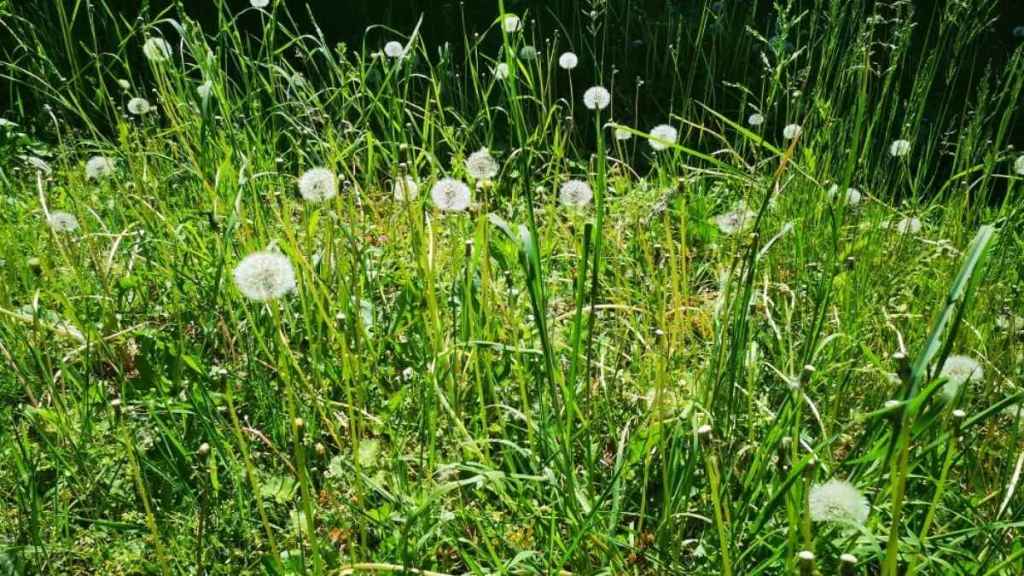 Ein wuchernder Rasen mit blühenden Pusteblumen.