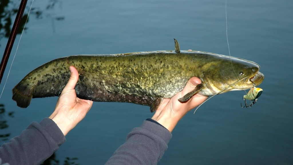 Angler hat einen Wels in den Händen.