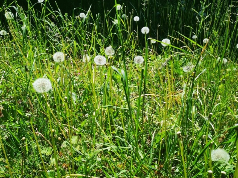 Nicht mähen! Darum solltest du im Mai deinen Rasen wuchern lassen