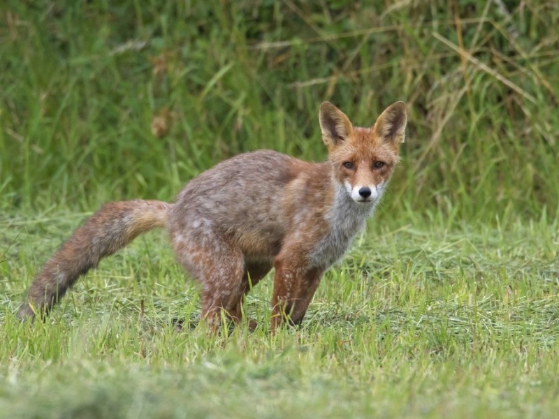 Ein Fuchs in einem Garten hinterlässt Kot.
