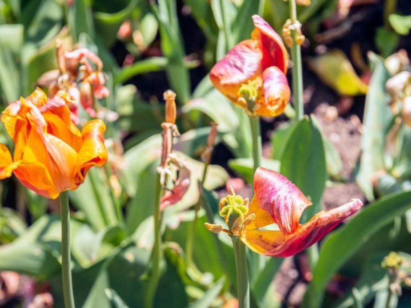 verwelkte Tulpen