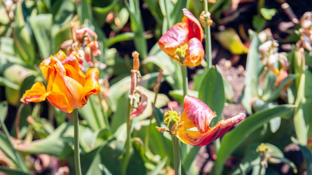 verwelkte Tulpen