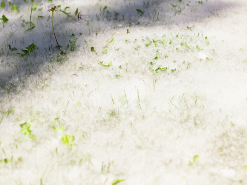 Pappelwolle im Garten: Diese Gefahr steckt hinter den weißen Flusen