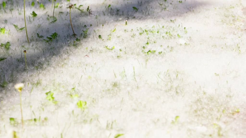 Schnee im Mai: Das hat es mit der Pappelwolle auf sich