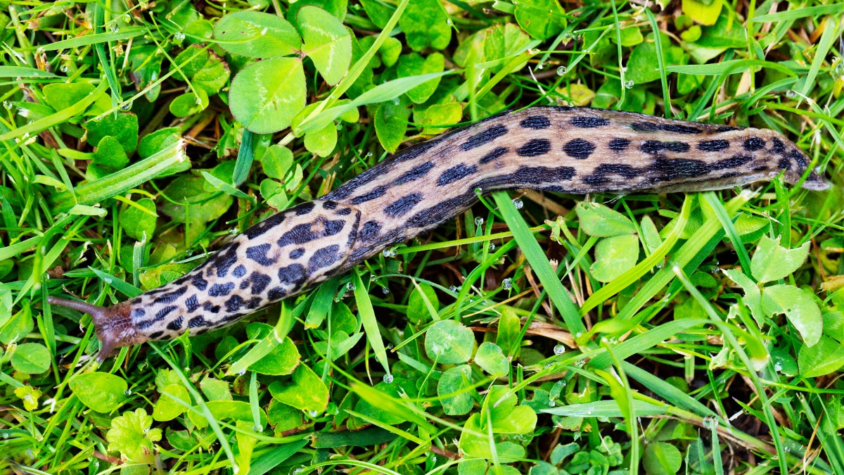 Tigerschnegel Macht er wirklich Jagd auf Nacktschnecken? Genialetricks