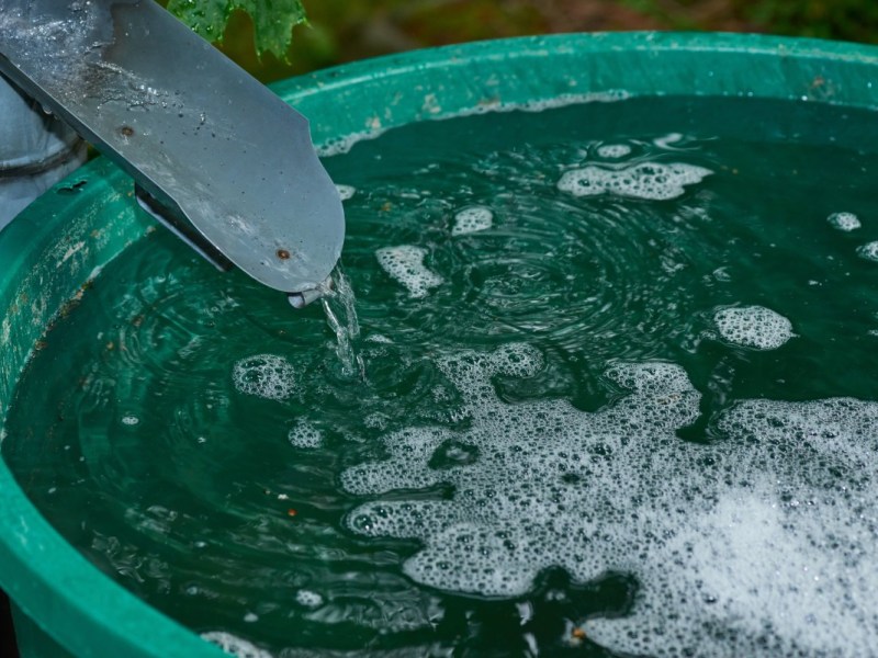 Wasser mit Mückenlarven in einer Regentonne, Nahaufnahme.