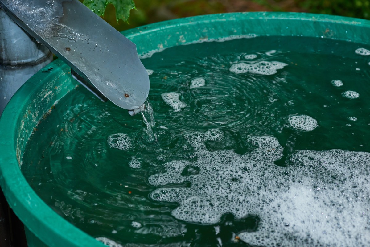 Wasser mit Mückenlarven in einer Regentonne, Nahaufnahme.