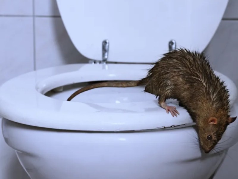 Ratte auf einer Toilette.