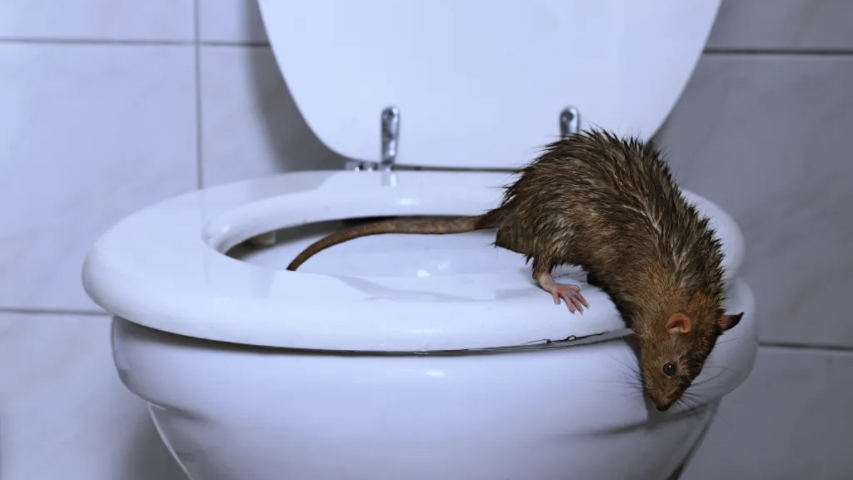 Ratte auf einer Toilette.