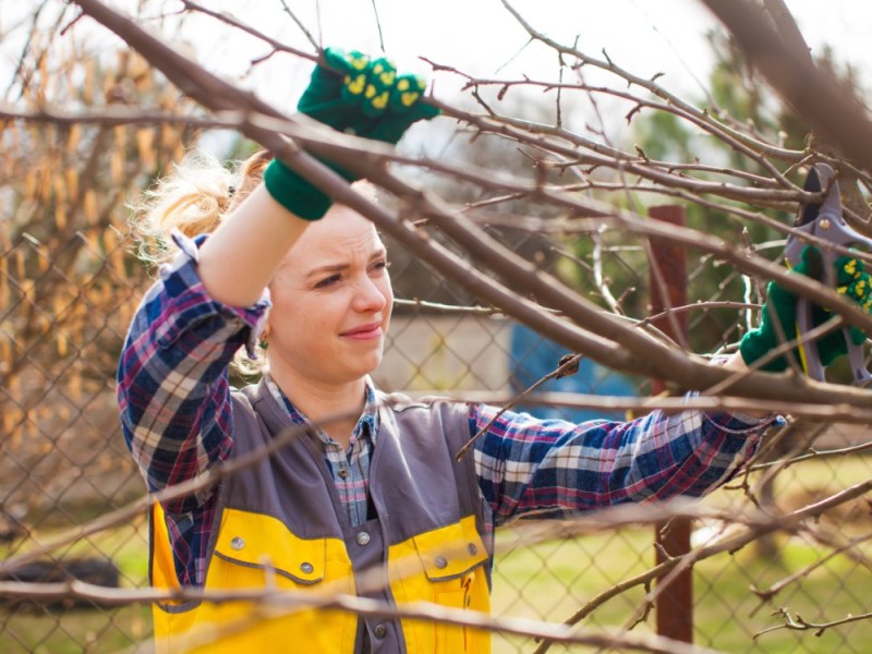 Ein Foto zeigt eine professionelle, junge Gärtnerin beim Sträucher schneiden in einem Garten im Frühjahr.