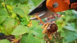 verblühte Rosen werden mit einer Gartenschere abgeschnitten