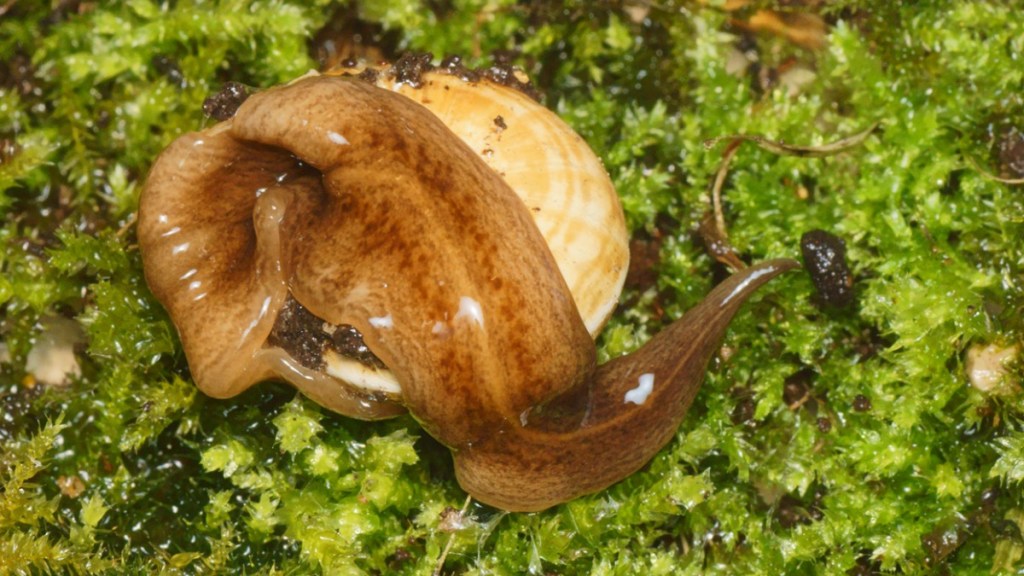 Fleischfressender Wurm auf einer Schnecke.