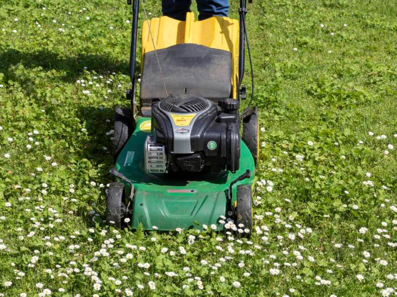 Gänseblümchen in einem Rasen werden mit einem Rasenmäher gemäht.