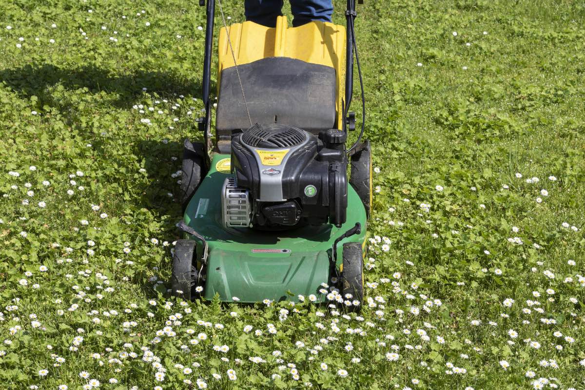 Gänseblümchen in einem Rasen werden mit einem Rasenmäher gemäht.
